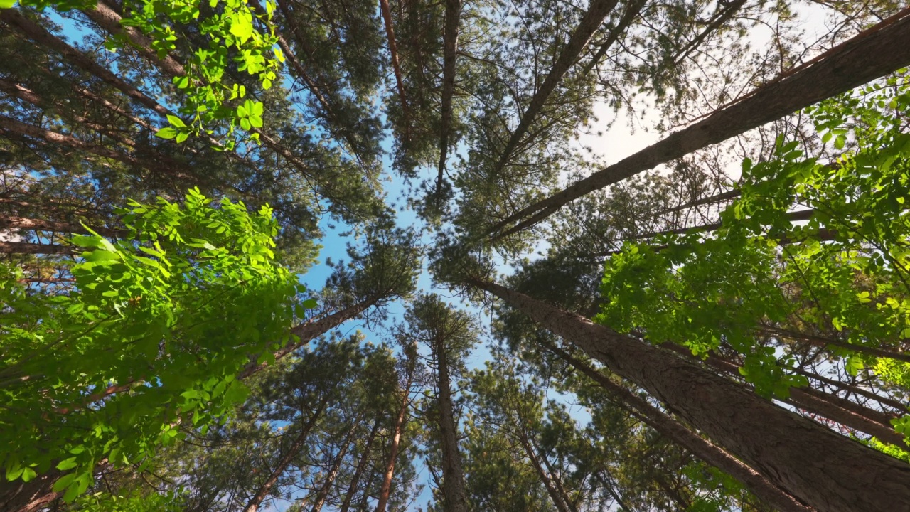 美丽的森林和早晨的阳光穿过树木的枝叶，低角度观看4K视频视频素材