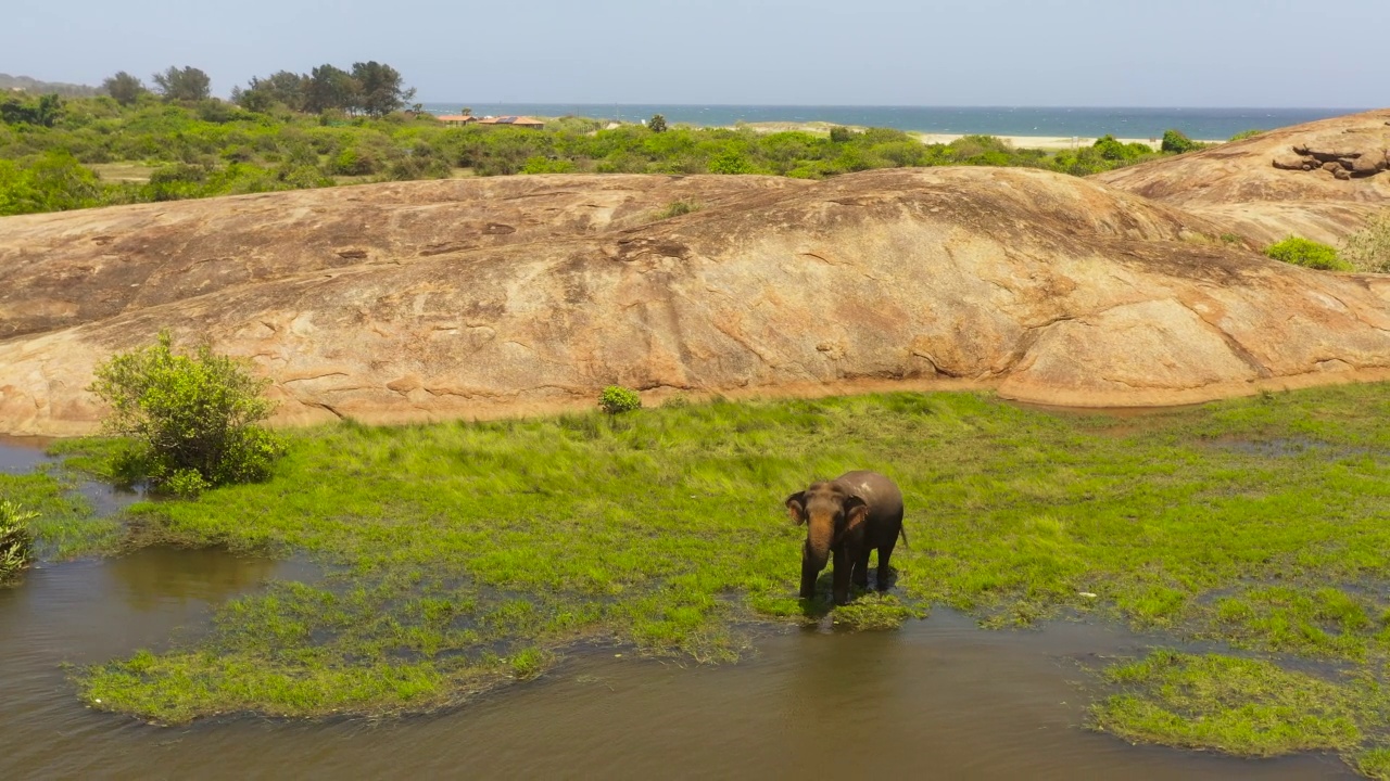 湖中的大象。斯里兰卡。视频下载
