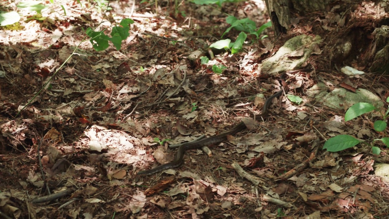 DMZ(非军事区)-韩国森林中的蛇在树下经过视频素材