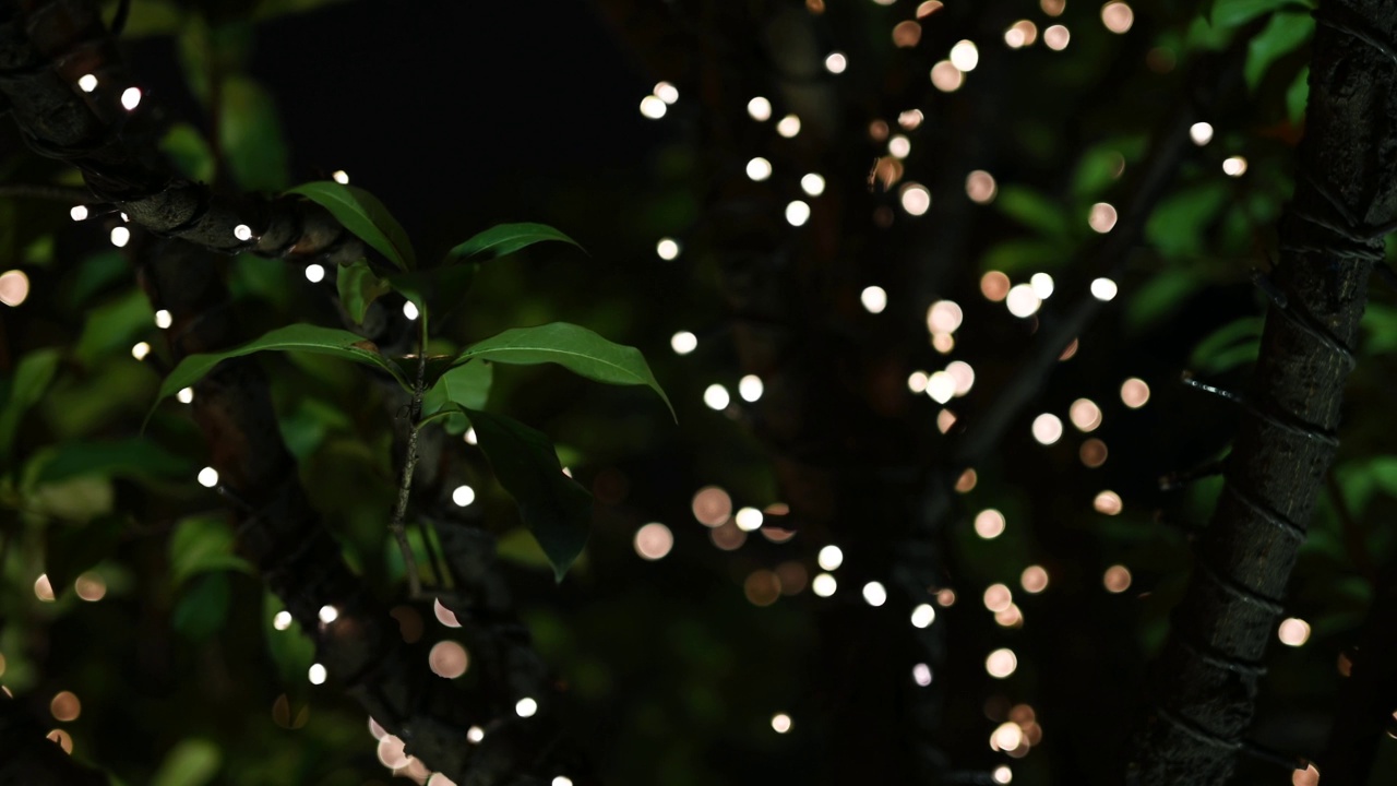 Led灯在夜晚的树上闪烁，具有离焦效果视频下载