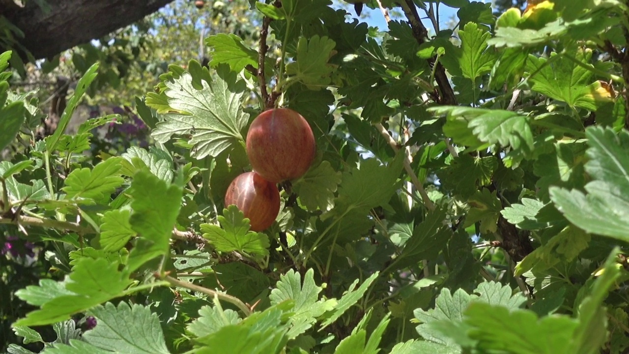 醋栗灌木，枝条上有成熟的浆果视频下载