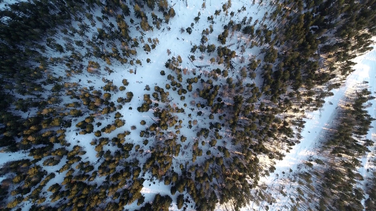 从上面看冬季针叶林，茂密的针叶林顶部，鸟瞰冬季松林和冷杉，鸟瞰雪地中的松树，鸟瞰冬季山林视频下载