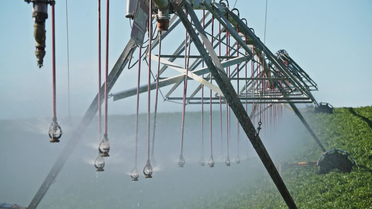 用大型灌溉喷头向茂盛的作物喷水的现代农业视频素材