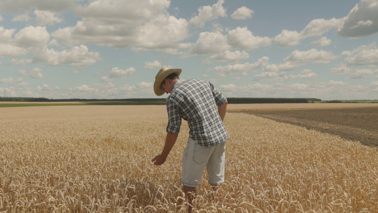 一个年轻的农民正站在麦田中间。他把手放在腰上。他正在检查庄稼。后视图视频下载