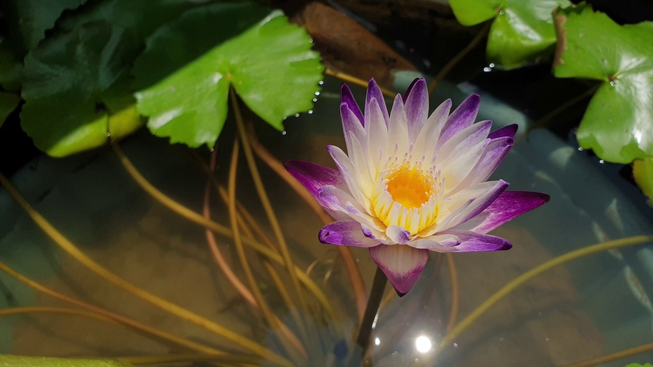 荷花睡莲在池塘里盛开。视频下载