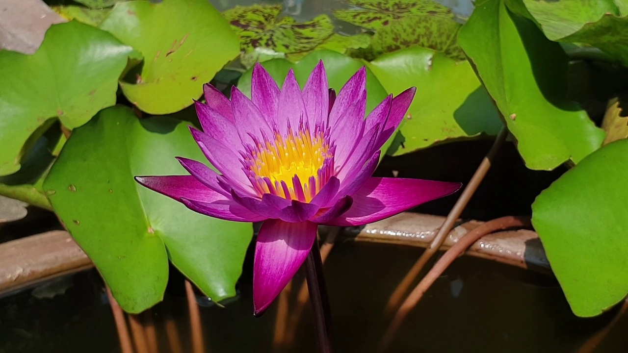 荷花睡莲在池塘里盛开。视频下载