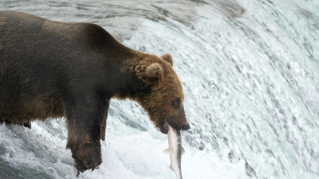 棕熊在布鲁克斯瀑布抓红鲑鱼-慢镜头视频素材
