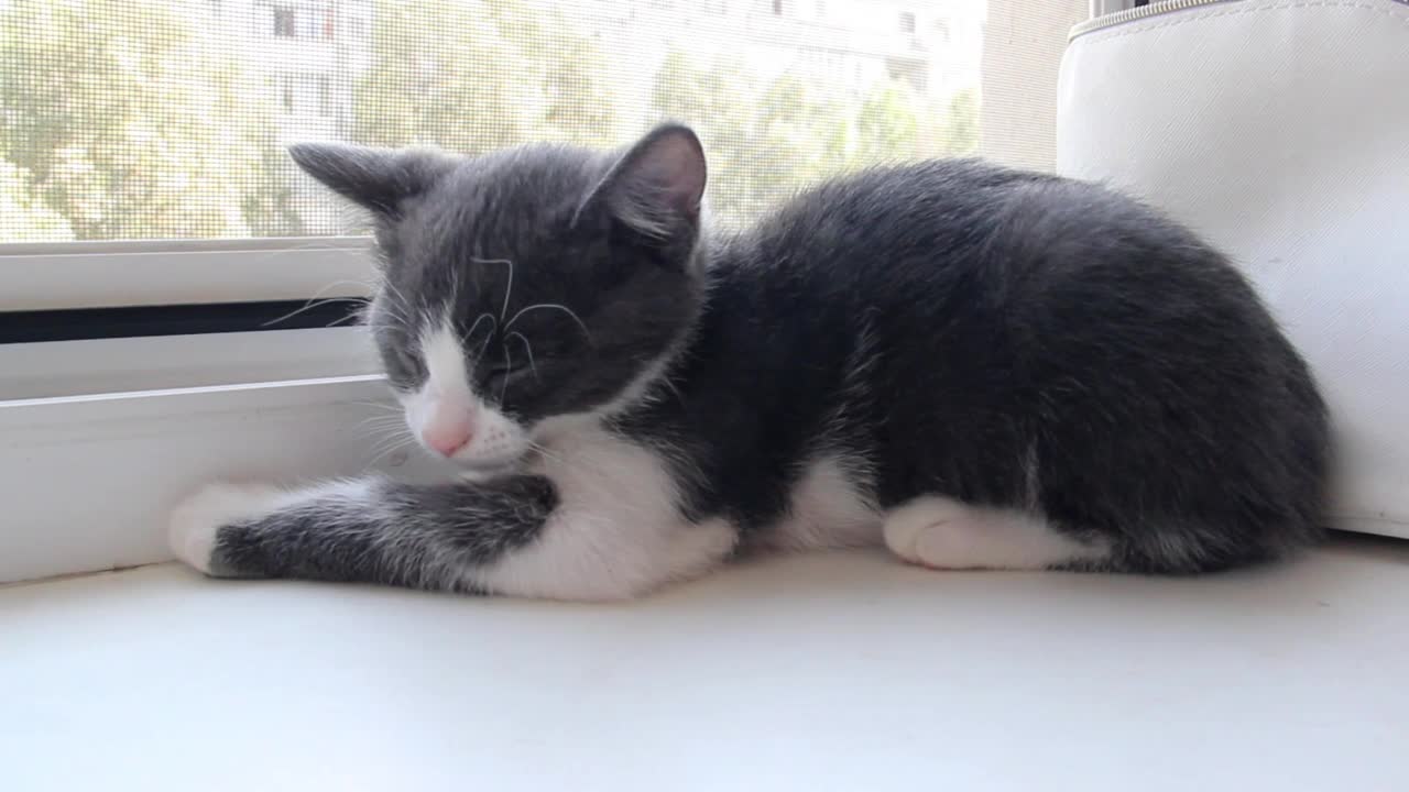 一只灰色的小猫坐在窗台上视频下载