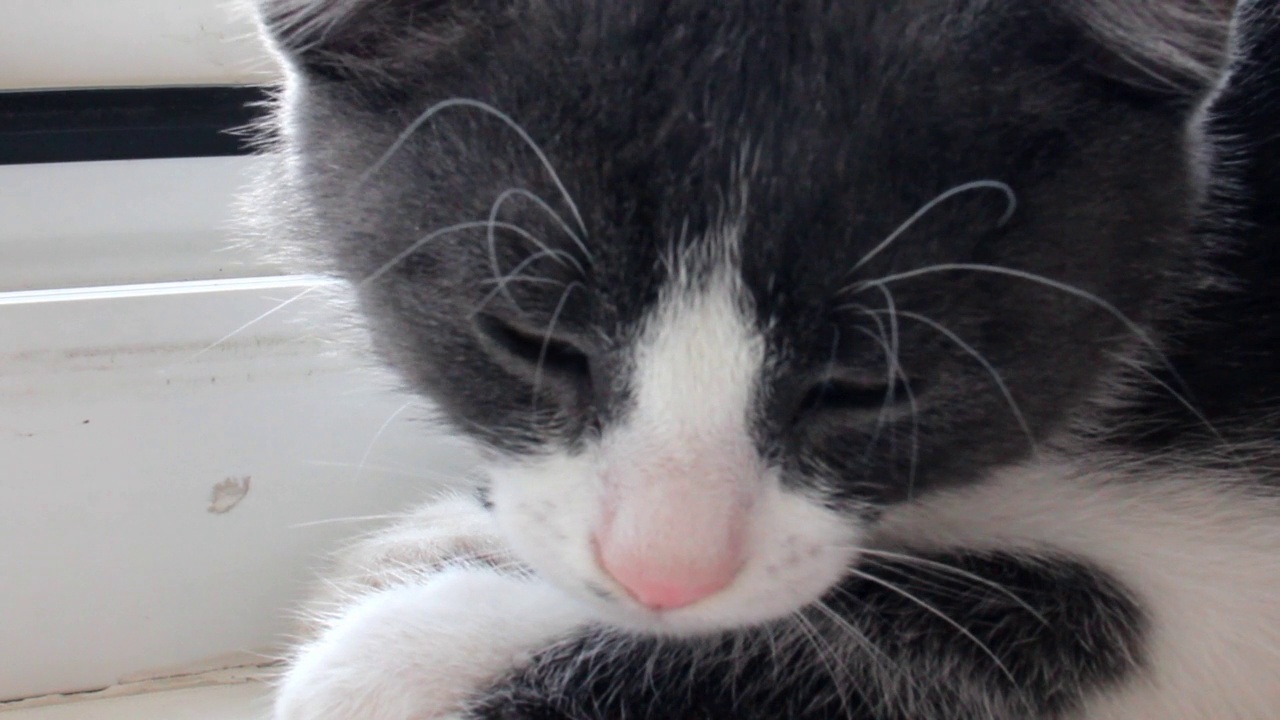 一只灰色的小猫坐在窗台上视频下载