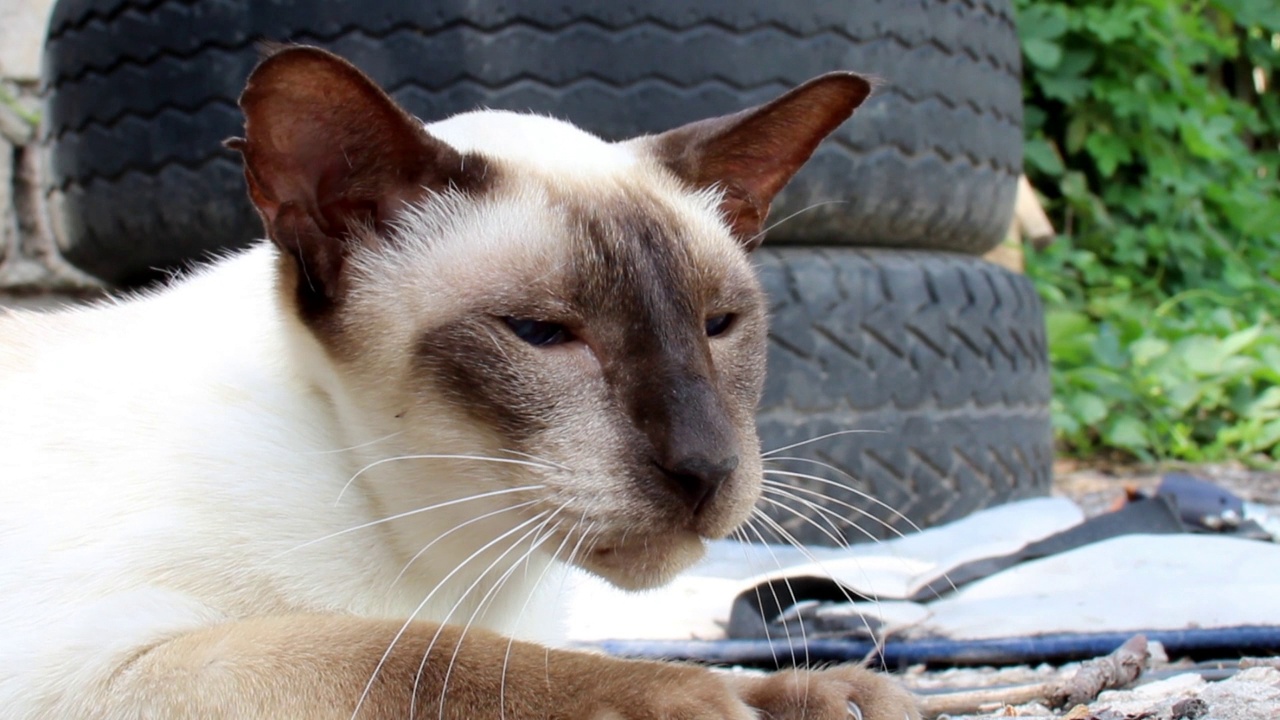 一幅大暹罗东方猫的肖像视频下载