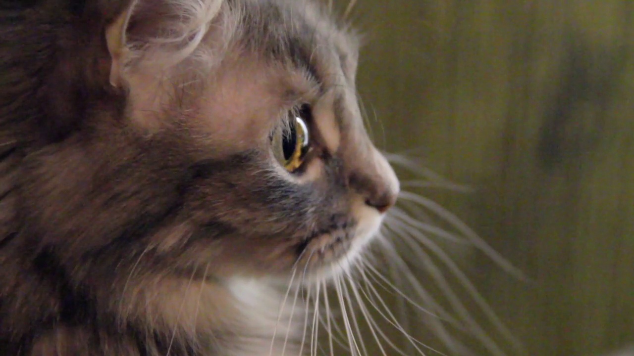 一只灰色的母猫带着大大的黄色眼睛的画像视频下载