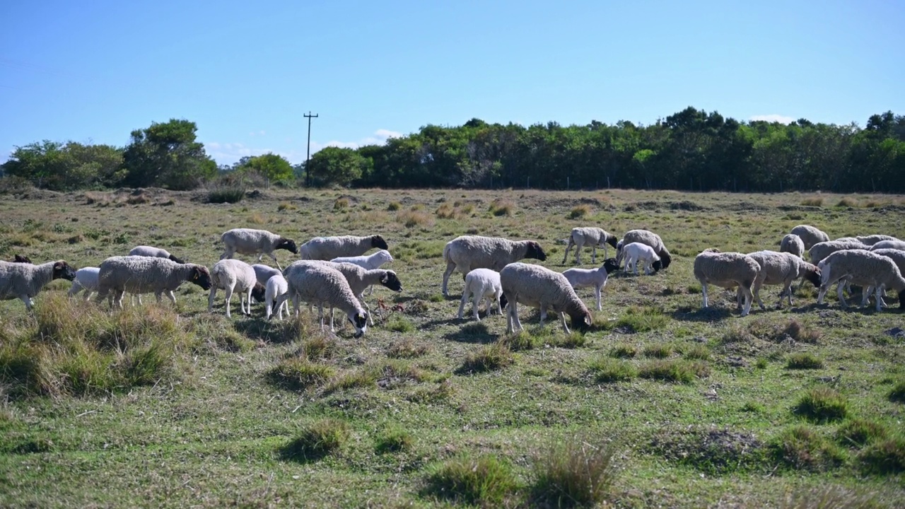 看到一群羊在吃草视频素材