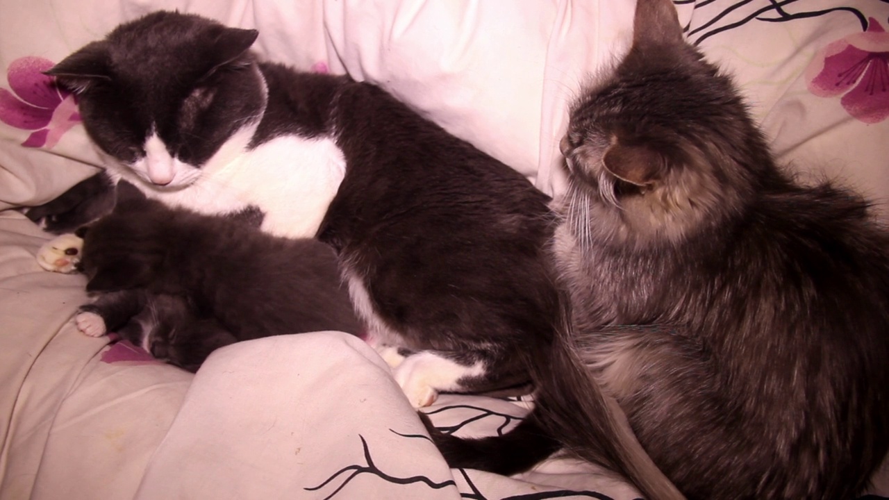 两只熟睡的小灰猫和大猫父母视频下载