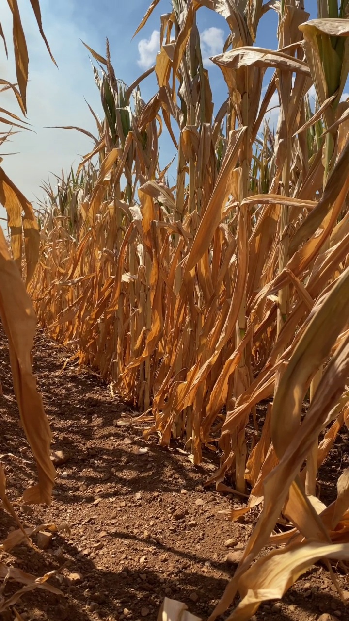 干旱的气候破坏了农民的庄稼视频素材