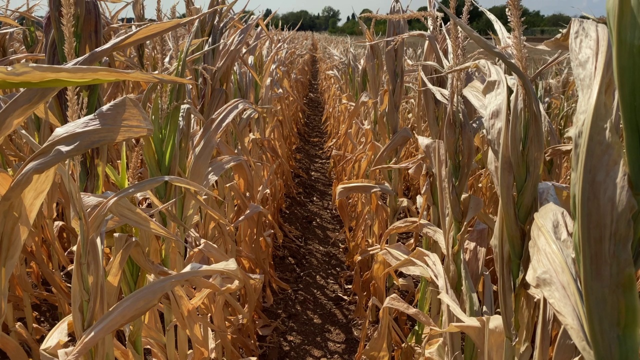 由于极端炎热的天气，玉米地里的植物都死了视频素材