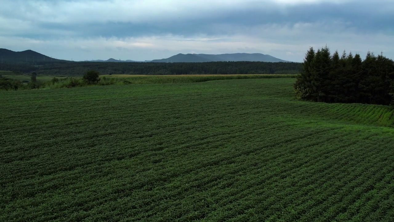 玉米和大豆的田间种植，现代农业视频下载