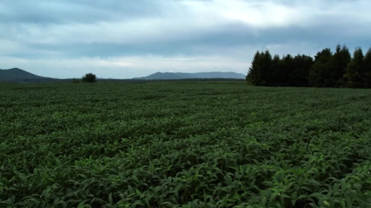 玉米和大豆的田间种植，现代农业视频下载