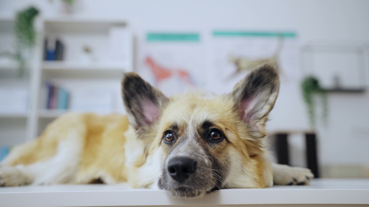 可爱的威尔士柯基躺在兽医办公室的桌子上，宠物护理，健康检查视频素材