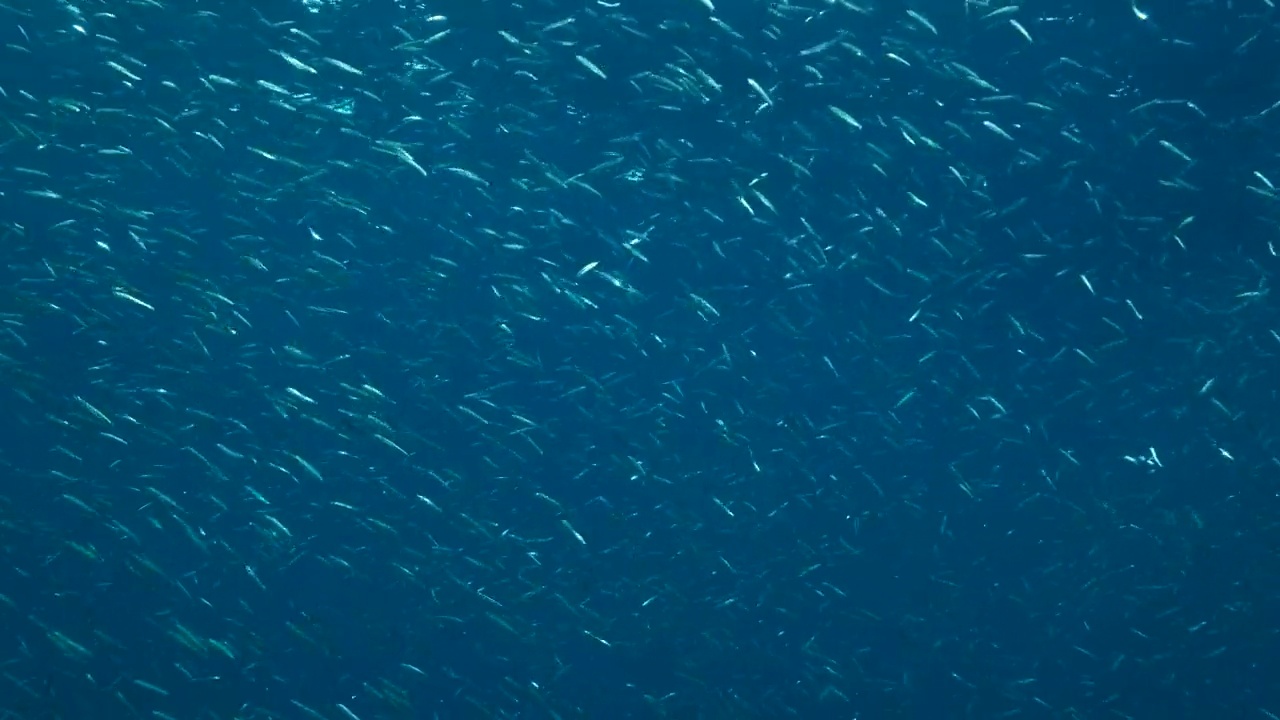 一大群小鲱鱼，精致的圆鲱鱼或小鲱鱼(Spratelloides delicatulus)。一大群小鱼在阳光下在蓝色的水中游泳。4 k-60fps视频素材