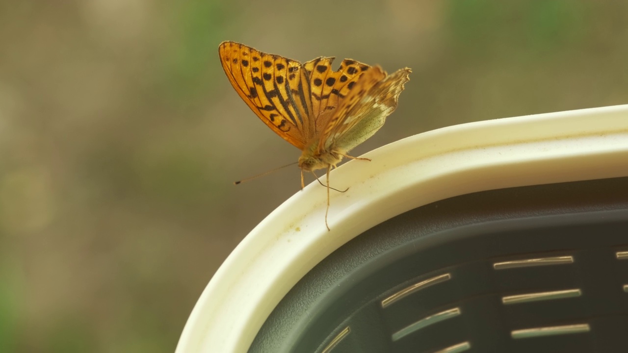 近距离的一个美丽的橙色银洗贝母蝴蝶拍打翅膀在一个篮子在4K慢动作视频下载
