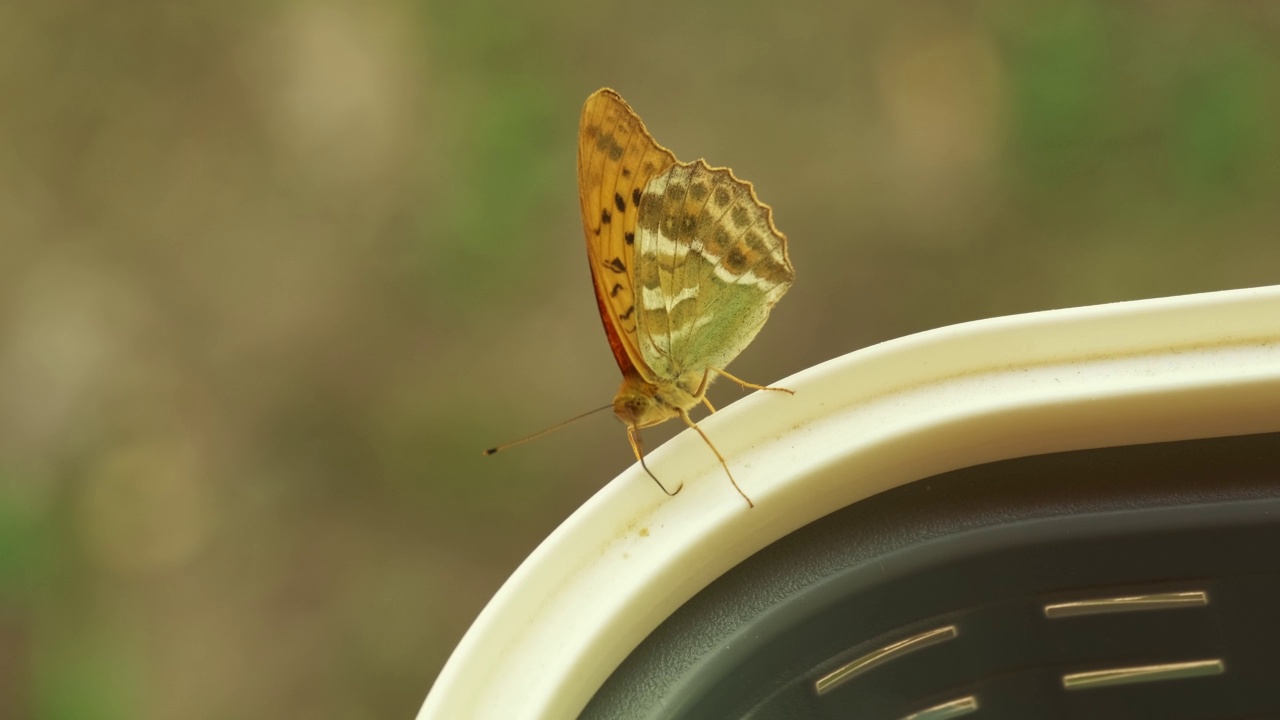美丽的橙色银洗贝母蝴蝶吮吸花粉在一个篮子在4K慢动作视频下载