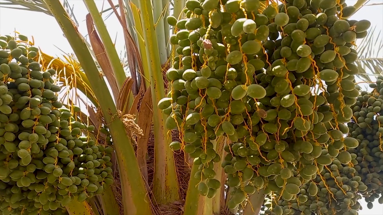日期棕榈树。视频下载