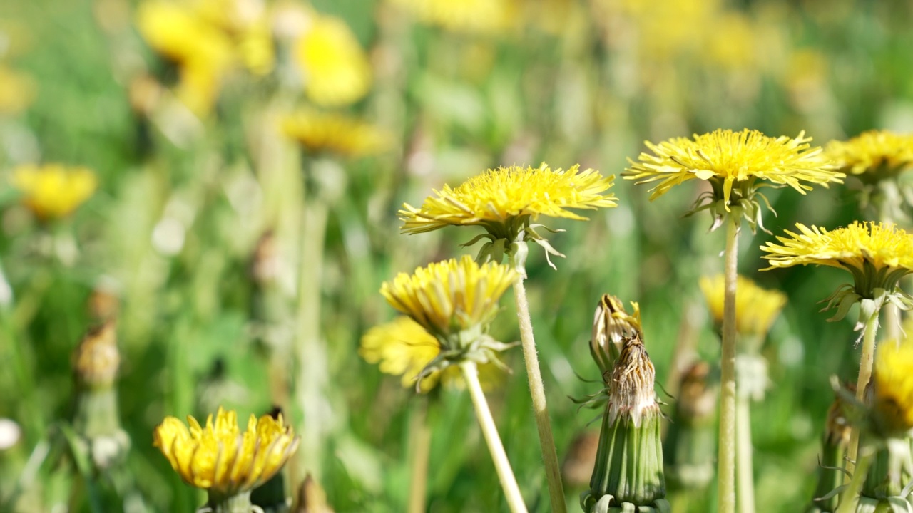 夏季花背景为黄色蒲公英，花属。视频素材