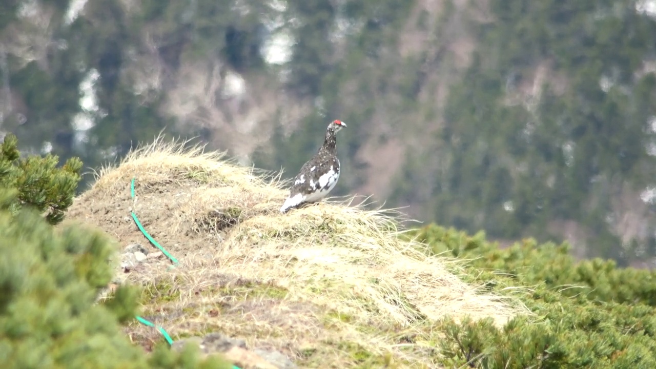 雄性松鸡在典仓山守护领地视频下载