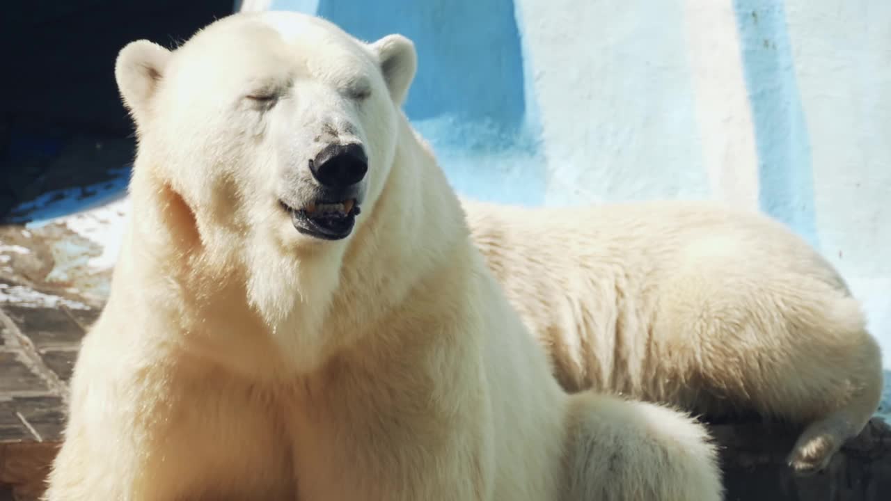 北极熊和它的幼崽视频素材