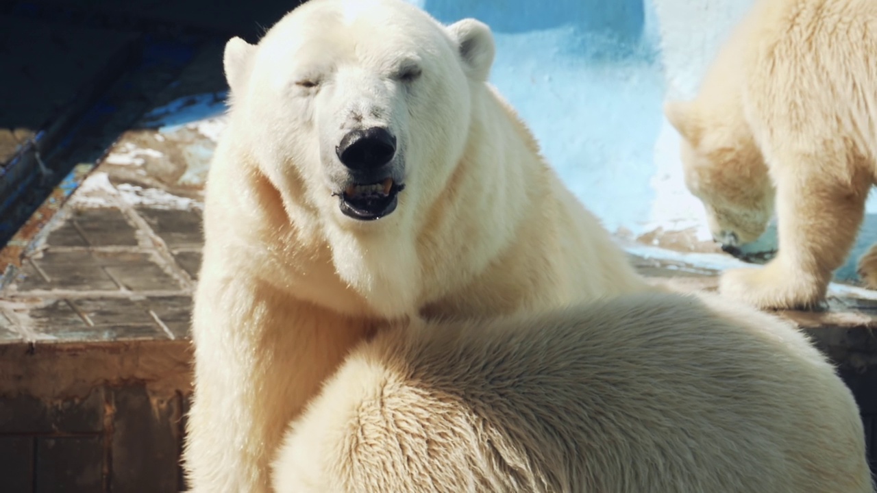 北极熊和幼崽视频素材