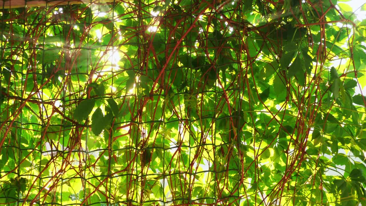 阳光透过葡萄藤的叶子照射进来视频下载