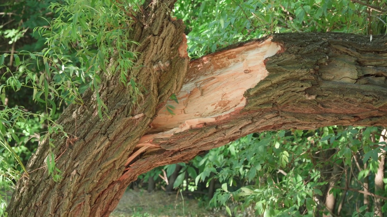 公园里的一棵大树在暴风雨后折断。视频素材