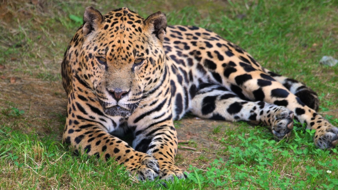 豹在自然栖息地。来自大自然的野生动物场景。高质量4k镜头视频下载