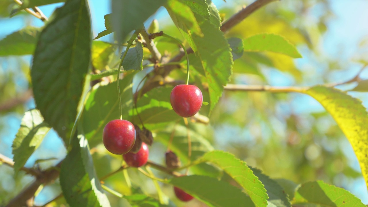 新鲜的红色美味樱桃树枝特写。成熟的樱桃果实在阳光下，选择性聚焦视频素材