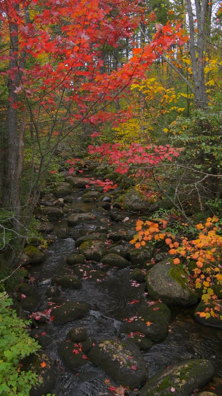 秋天的小溪-一个垂直的广角视频彩色的山小溪在一个下雨的秋天的一天。视频下载