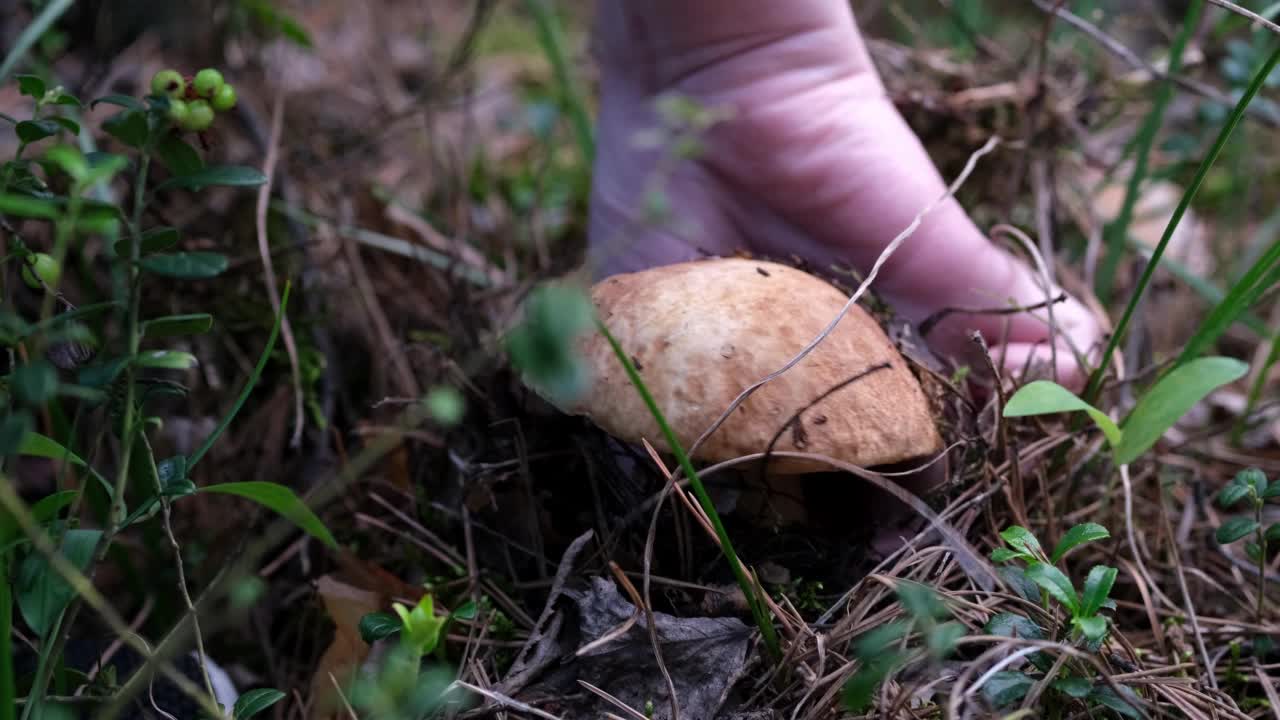 蘑菇采摘者的手从干草中拧出牛肝菌的特写视频素材