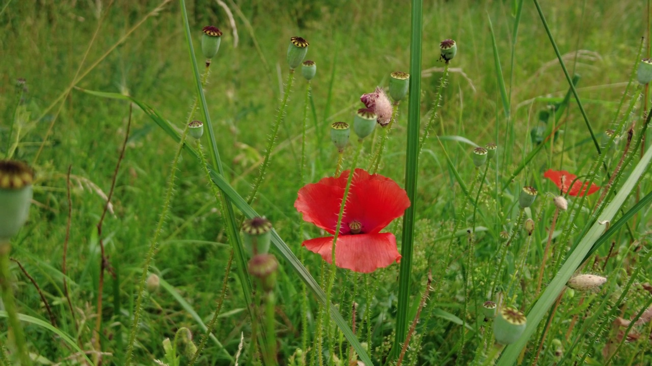 红色罂粟在夏天的特写镜头视频素材
