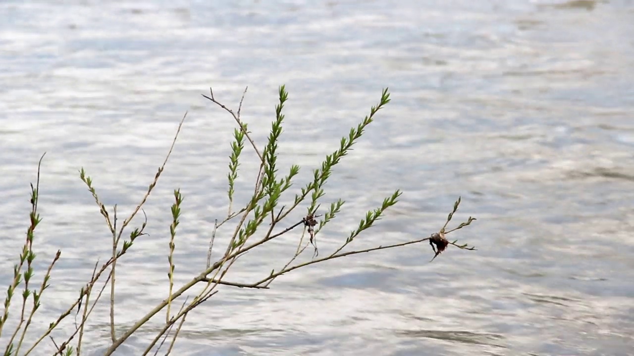 一丛灌木在湍急的河水下的分支特写视频下载