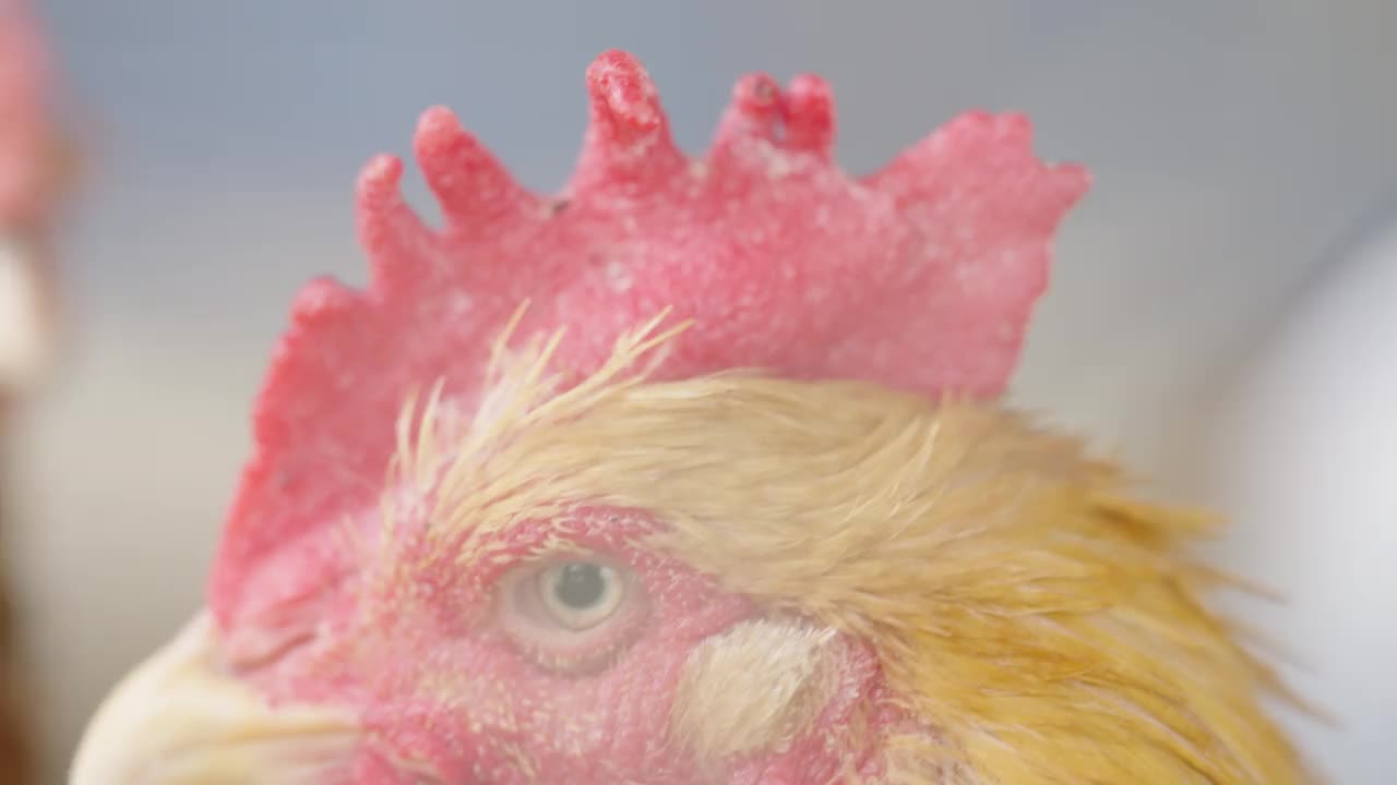 特写鸡的头公鸡的头与鸡在农村的一个农场视频素材