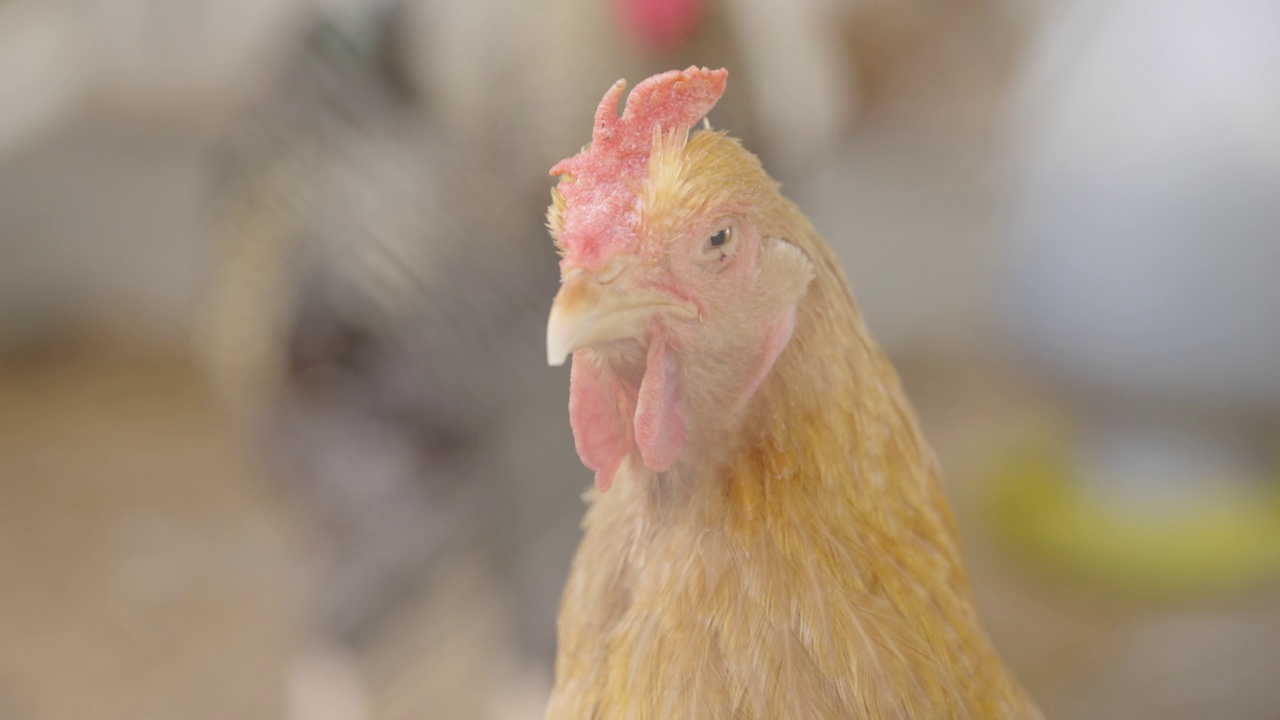 特写鸡的头公鸡的头与鸡在农村的一个农场视频素材