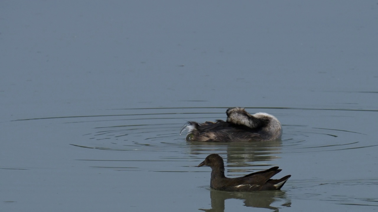 一只年轻的大冠Grebe漂浮在泻湖的水中，整理着羽毛，反射着身体和天空的蓝色。最后，一只普通的小母鸡游了过来。Podiceps cristatus。Gallinula chloropus。视频下载