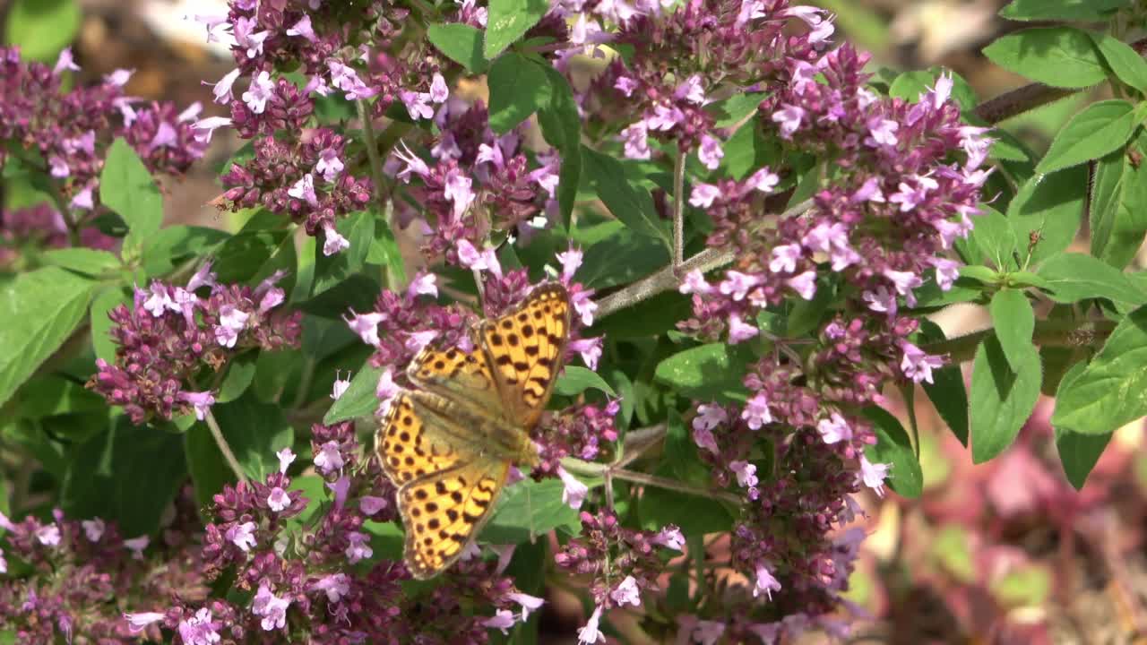 美丽的蝴蝶在一株鼠尾草的花在阳光下。视频素材