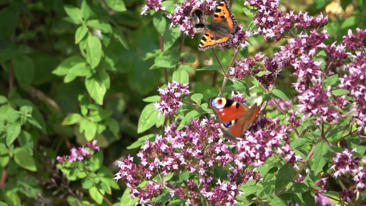 美丽的蝴蝶在一株鼠尾草的花在阳光下。视频素材