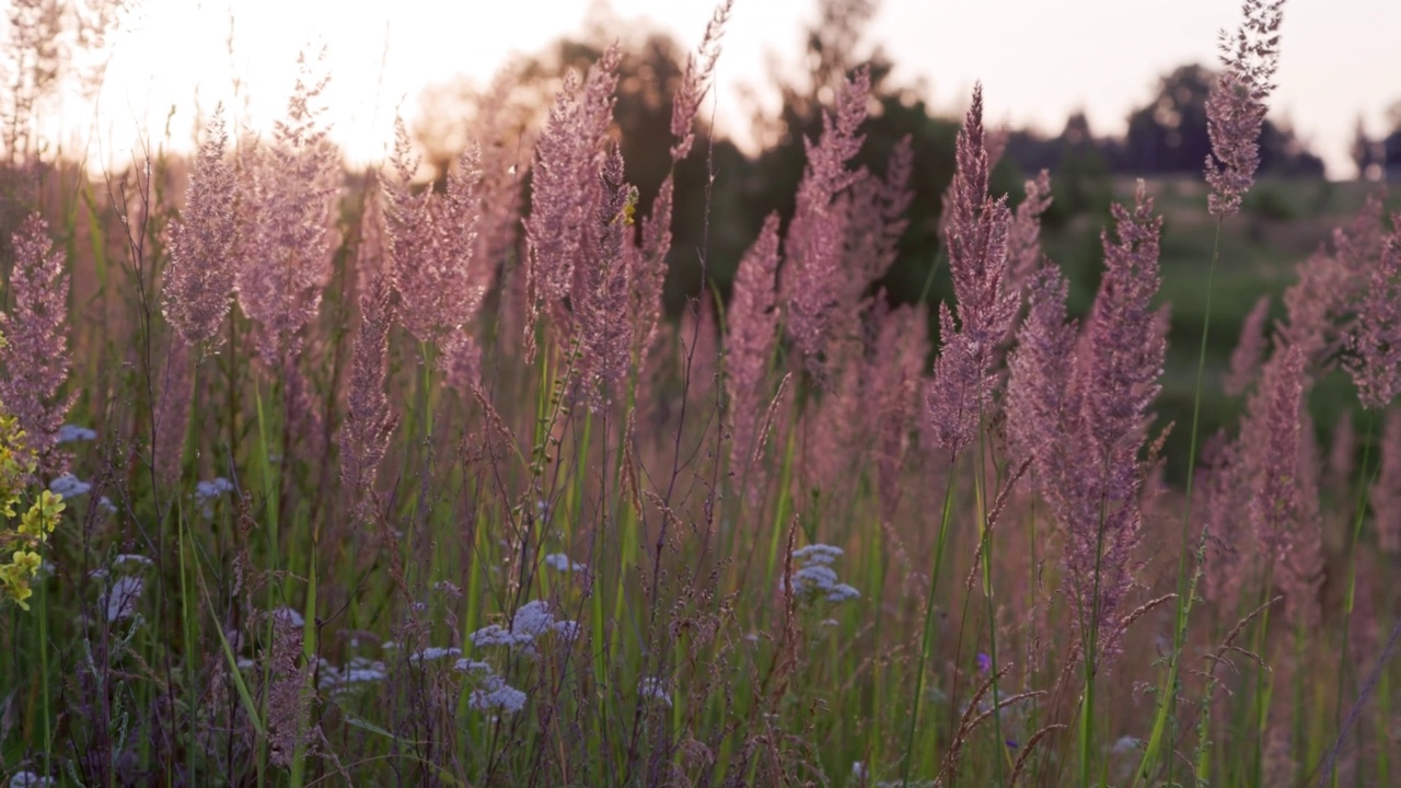 干燥的细毛Melinis minutiflora，在夏夜的光线下田间的草甸视频素材