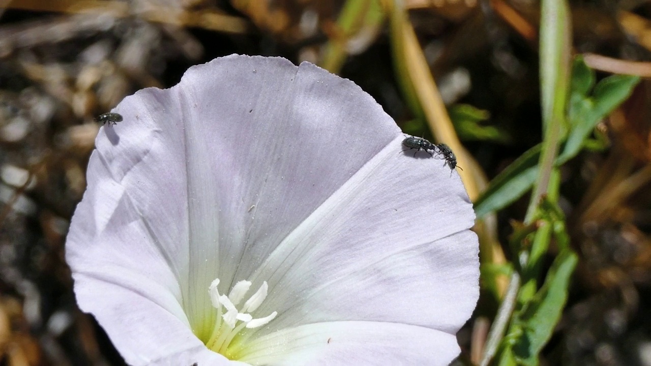 软翅花甲虫爬上白色田野的旋花视频下载