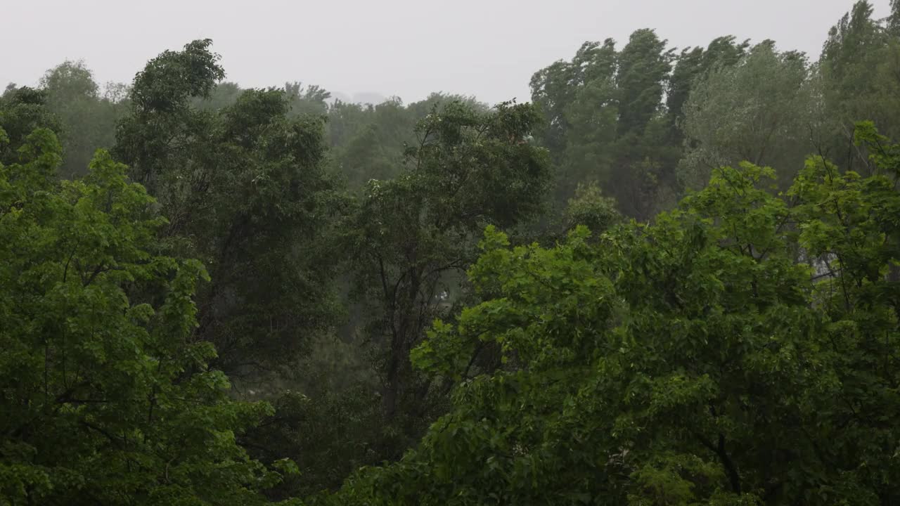 在大雨和强风中吹树。恶劣天气和暴风雨视频素材