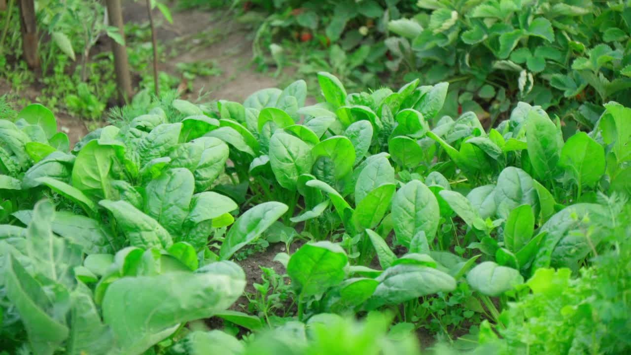 蔬菜农场的花园里种的菠菜。健康的食物视频下载