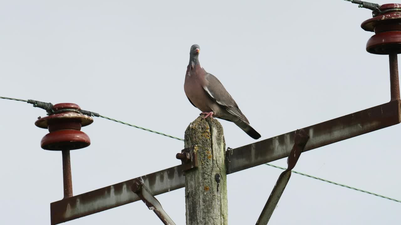 在英国诺福克的一根电线杆上，一只名为哥伦巴的木鸽子。视频素材