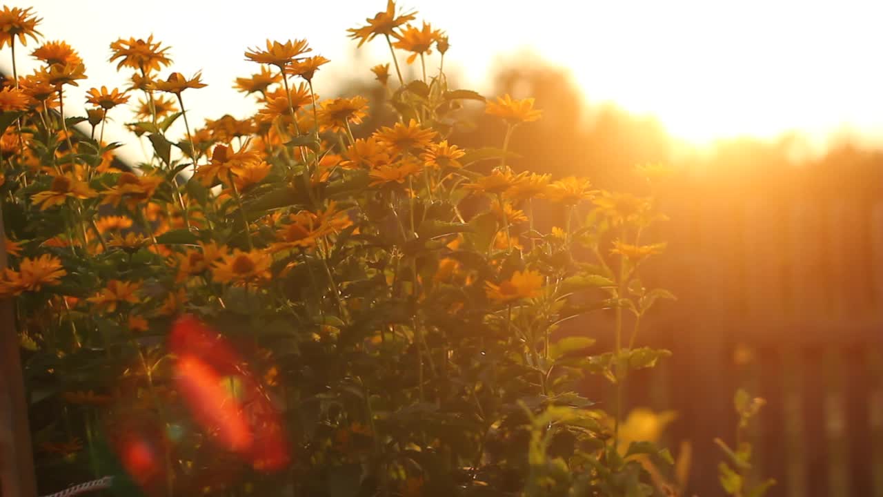 黄昏的阳光和花园里的花朵视频素材