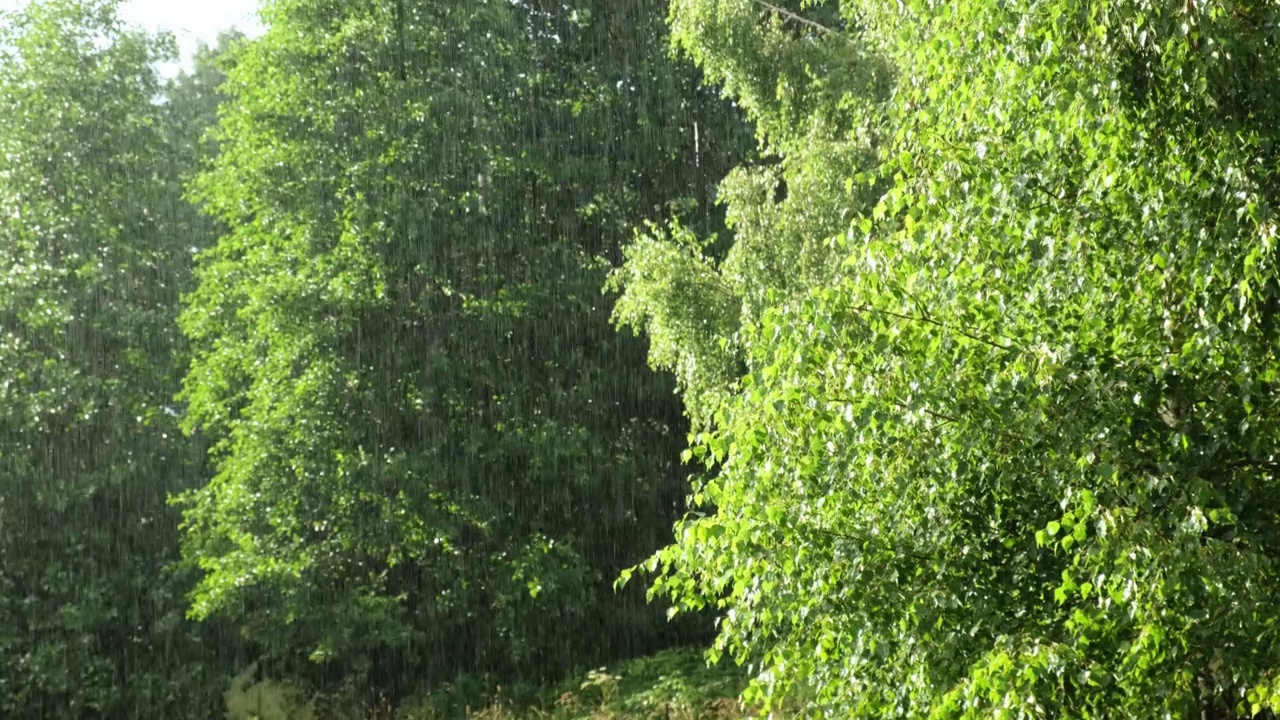 大雨。绿树下的夏雨，草的背景。特写镜头。森林里的雨天。多雨的天气。热带暴雨。抽象的自然背景。极端的天气状况。冰雹和雨。阳光视频下载